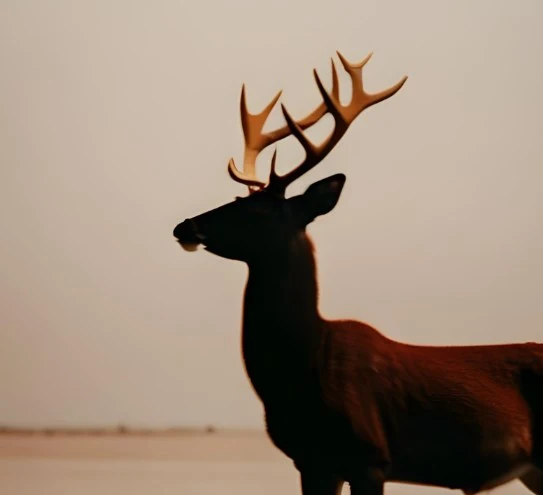 Are Deer Smart - Measuring Intelligence In Animals