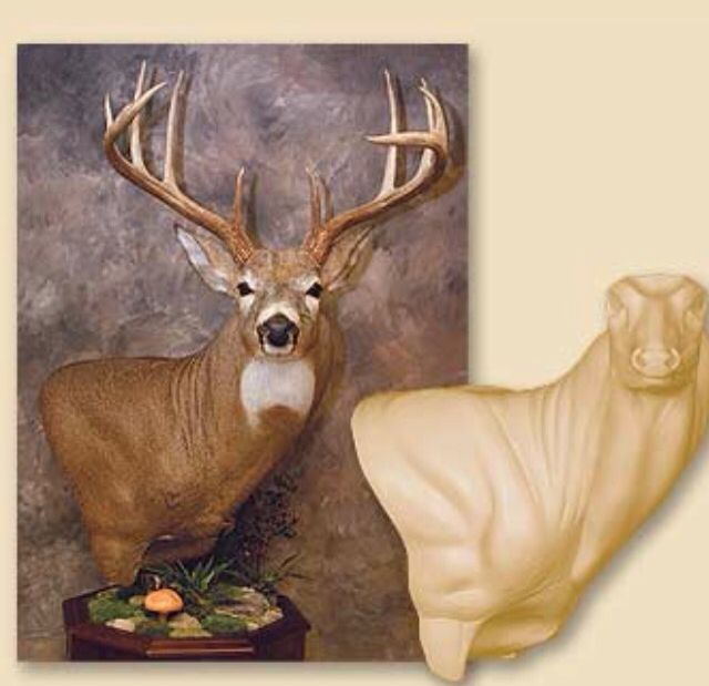 Whitetail deer mount molds