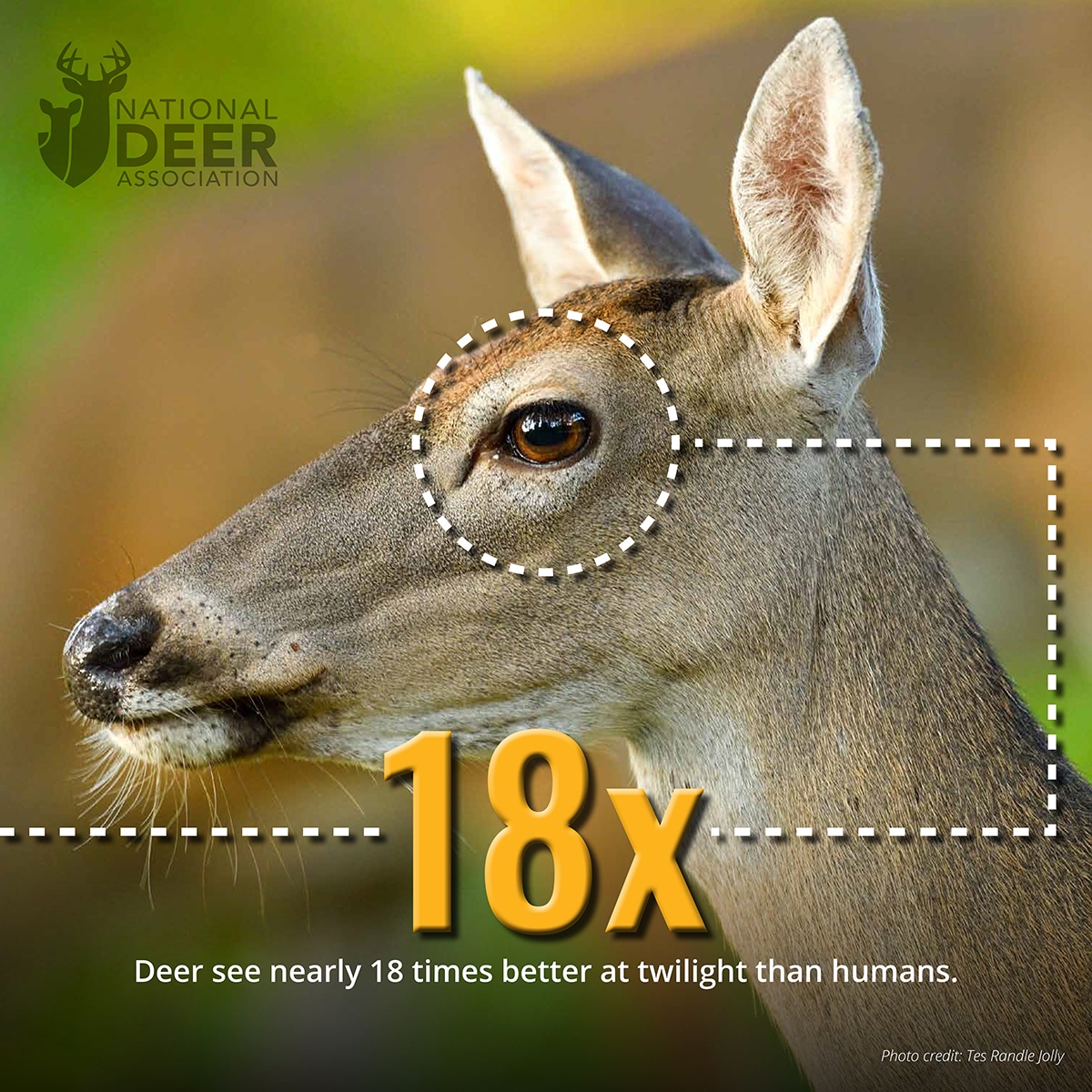 Deer scientific hear facts hunter