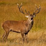 Deer red richmond park rut anthony miners wildlife