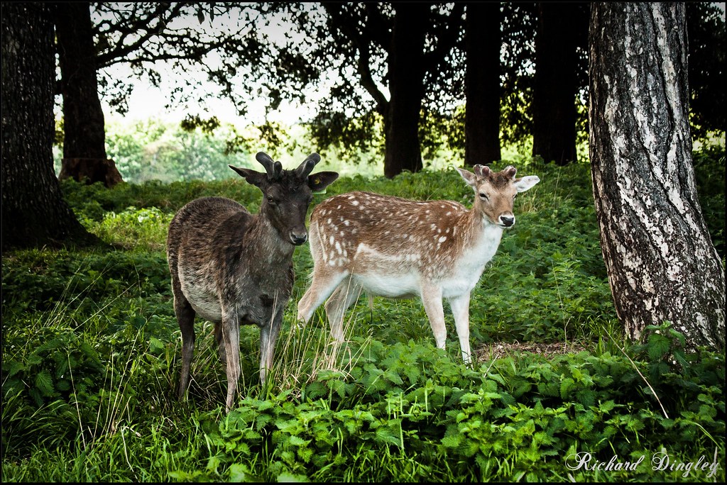 Dublin fallow dublino bartkowski cervos acasalamento temporada parques urbanos vedere slaughter cose alerta perigo visiter