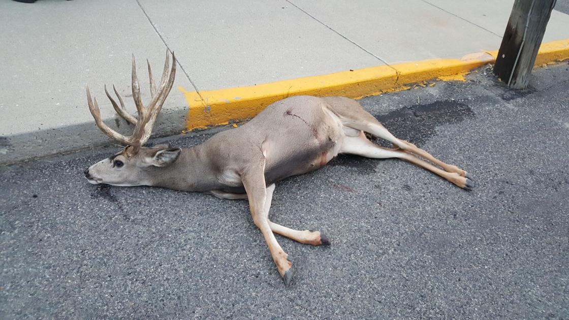Deer buck shot mule montana killed butte who uptown area did know wound do group state missoulian helenair animal street