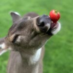 Strawberry deer