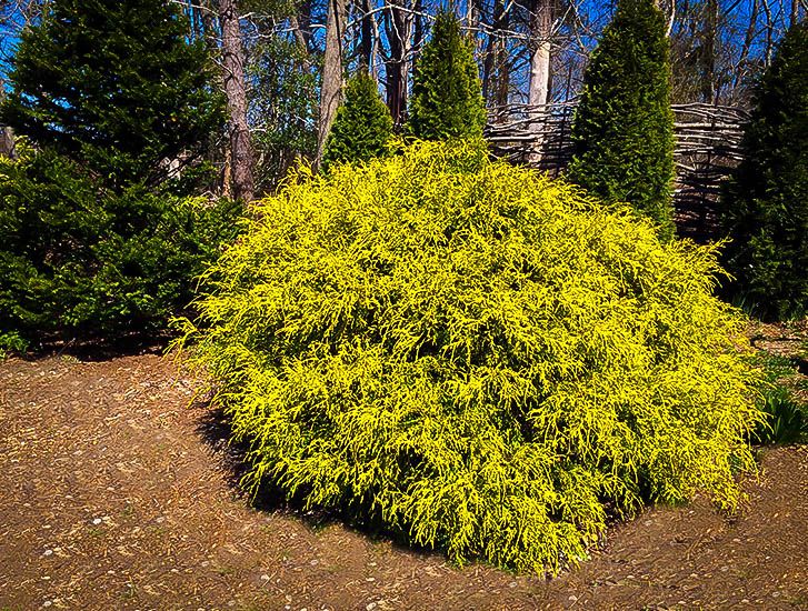 Mop golden cypress chamaecyparis pisifera plant gold garden shrub
