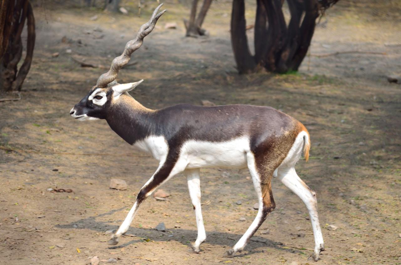 Blackbuck antelope hunt tx trips4trade