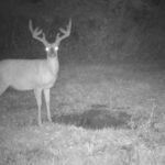Camera trail game big deer buck whitetail bucks survey swoc 3rd march ontario tilbury attract feature