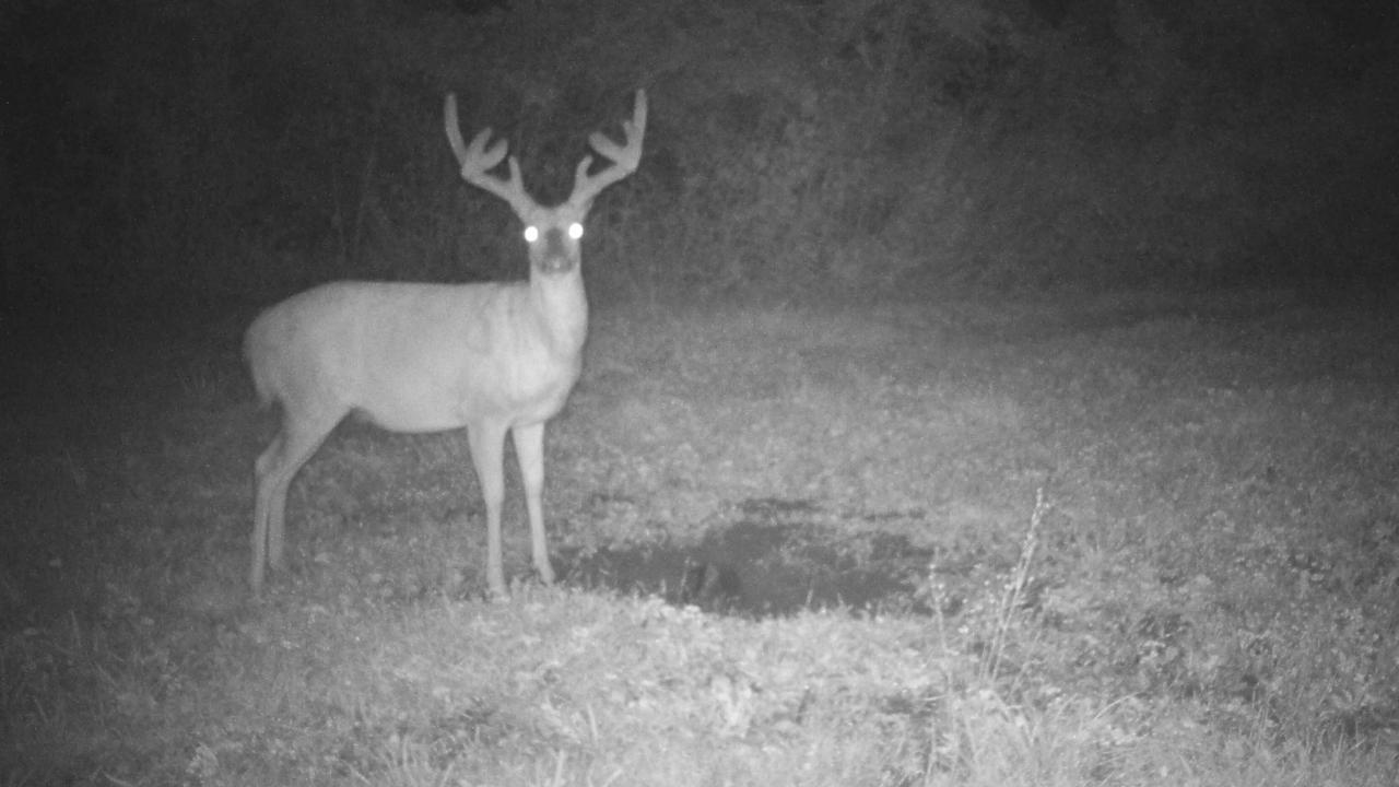 Camera trail game big deer buck whitetail bucks survey swoc 3rd march ontario tilbury attract feature