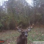 Tennessee deer lease
