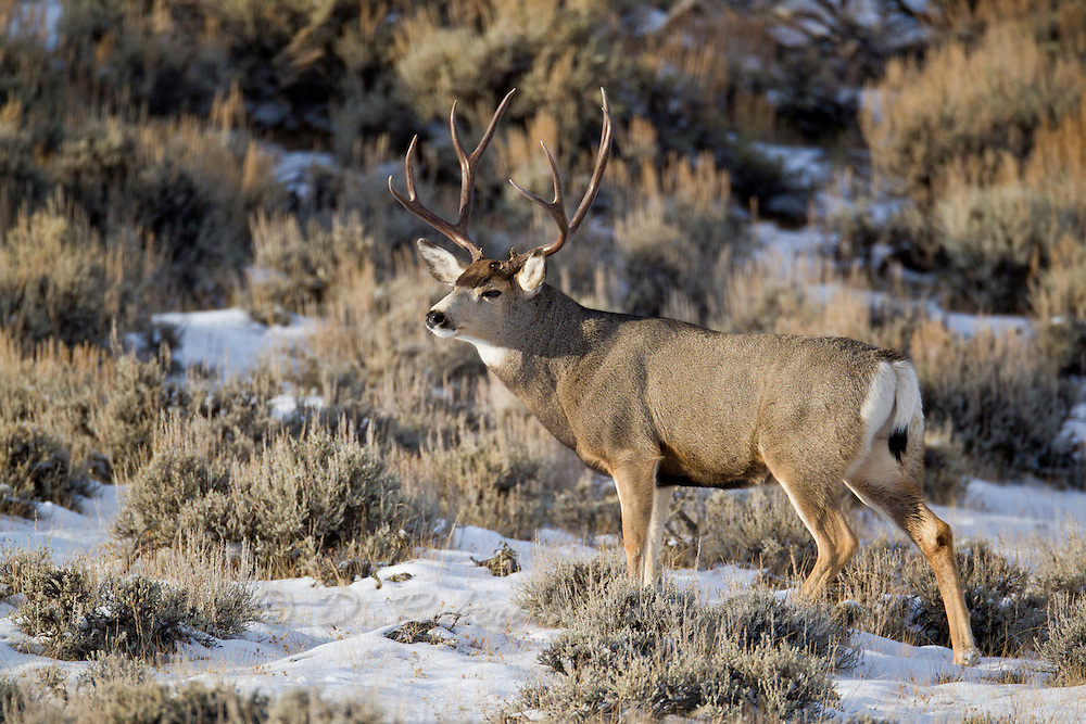 Deer mule buck wyoming