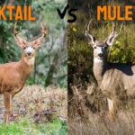 Deer mule elk blacktail hybrid hunting august