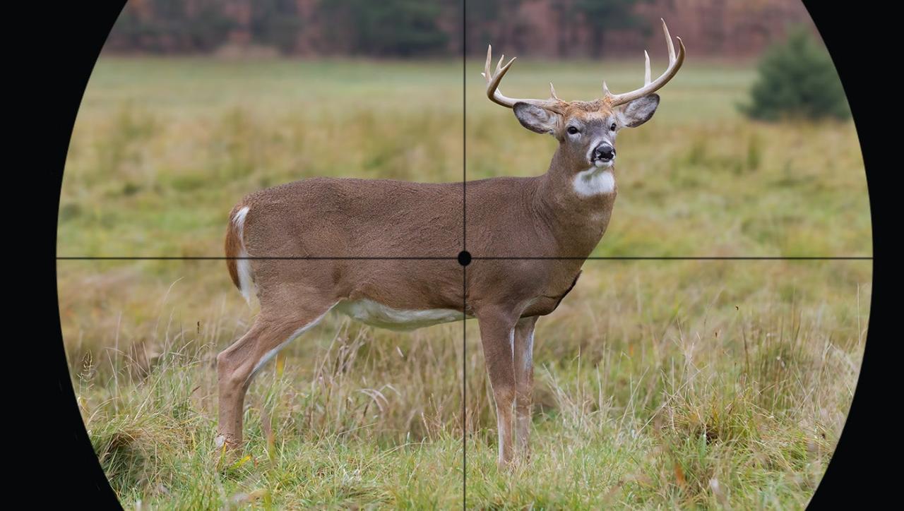 Can you shoot white deer in wisconsin