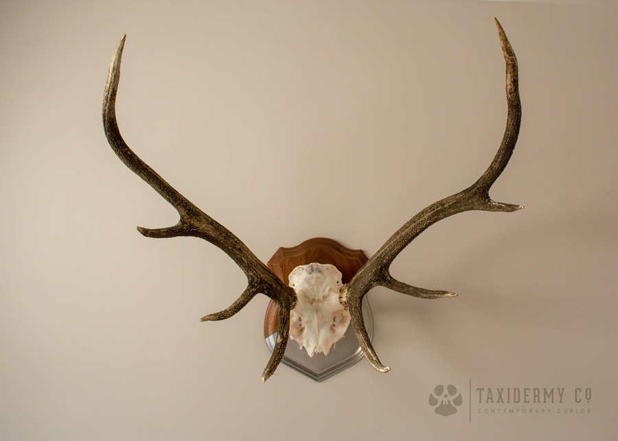 Skull deer red taxidermy mount stag european antlers