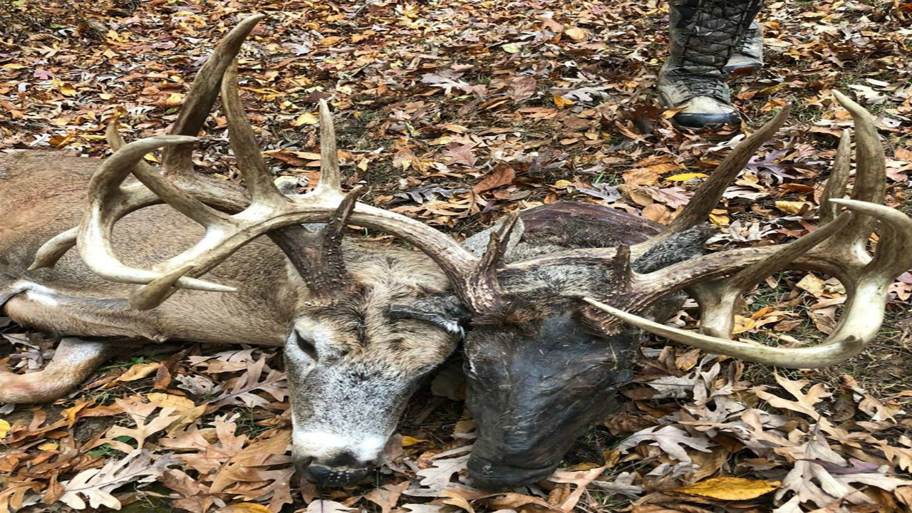 Deer kill pics