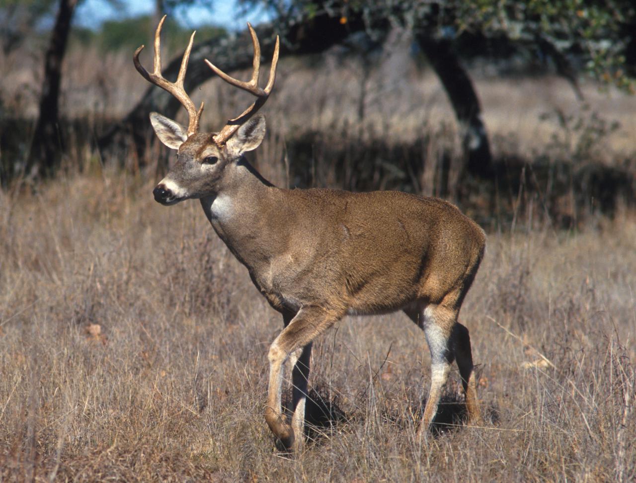 Deer tailed file commons whitetail wikimedia animal tail found