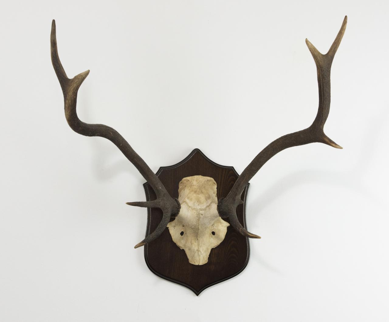Red deer stag antlers for sale