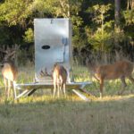 Trough feeders for deer