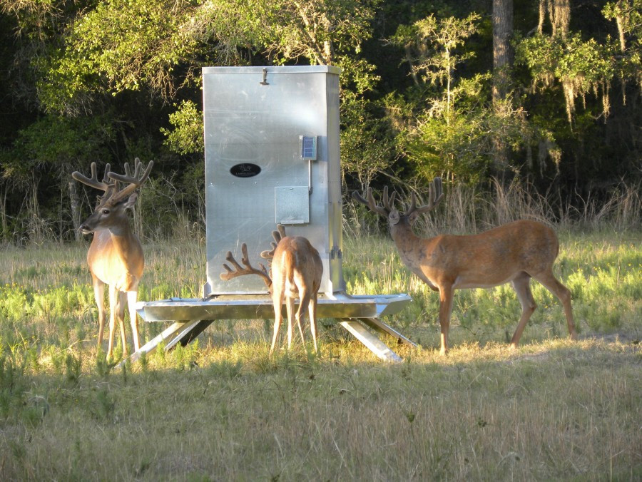Trough feeders for deer