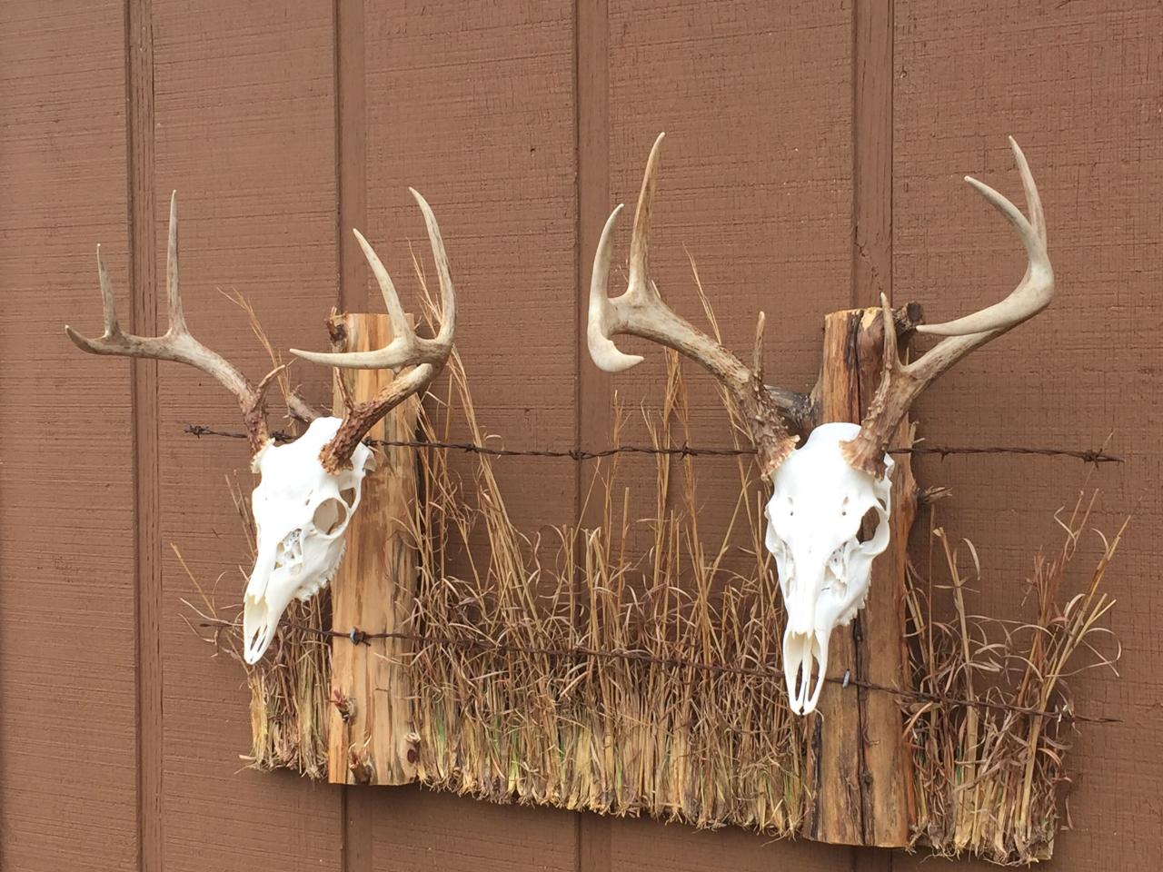 Whitetail taxidermy
