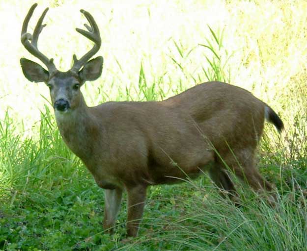 Blacktail mule deer hybrid
