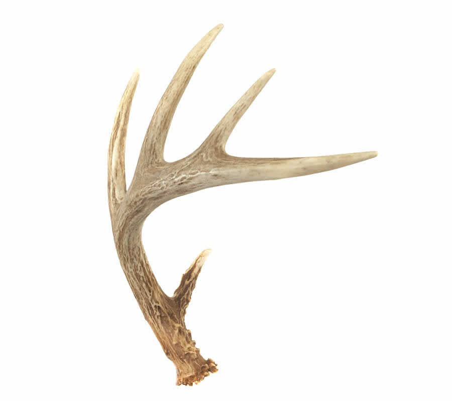 Deer antlers whitetail mounted 10x7 taxidermy