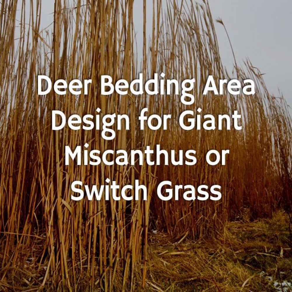 Best deer bedding grass