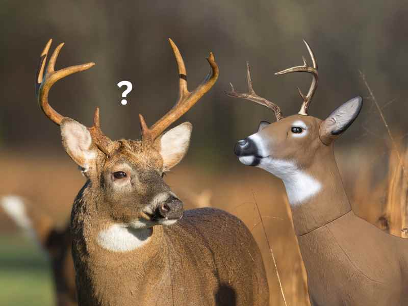 Best time to use a deer decoy