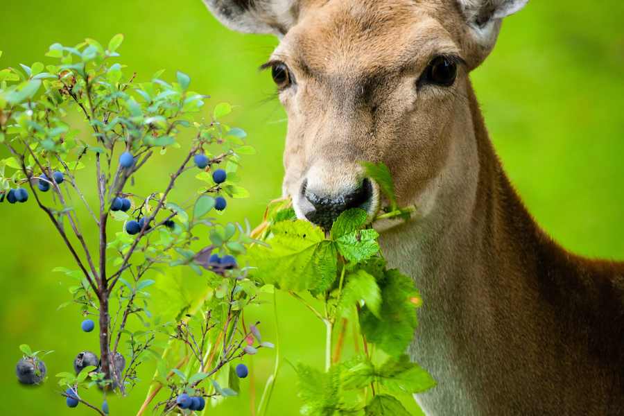 Deer blueberries
