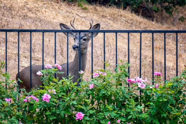 How to stop deer from eating tomato plants