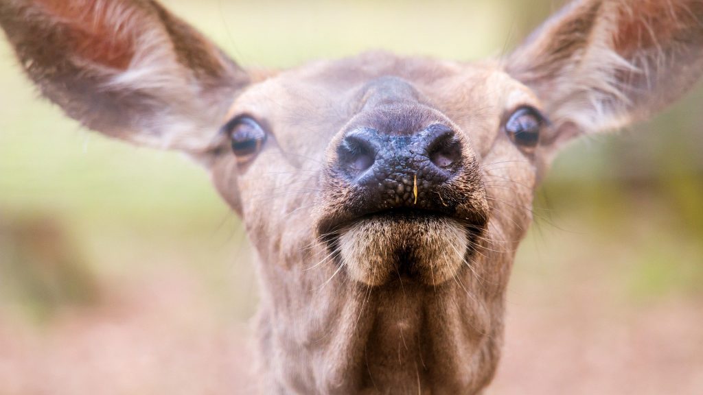Can a deer smell better than a dog