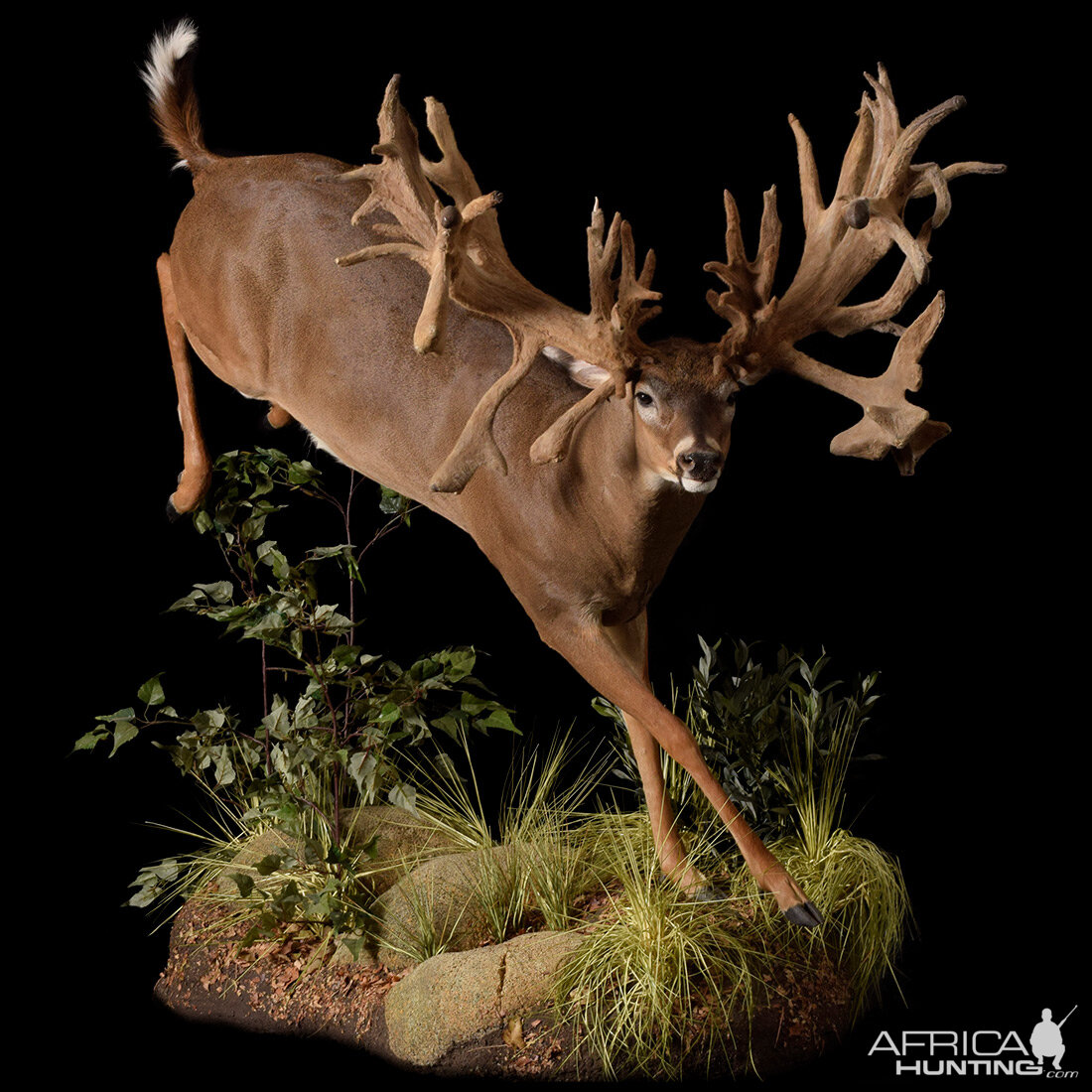 Whitetail deer mount molds