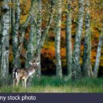 Deer birch cervus fallow