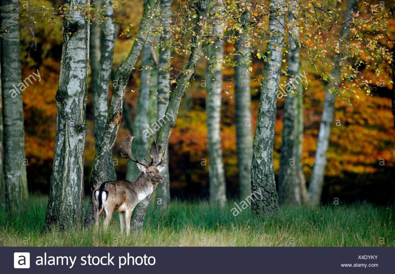 Deer birch cervus fallow
