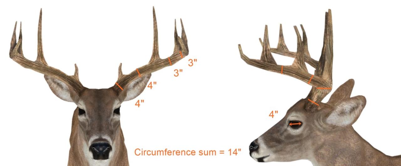 140 deer score