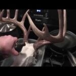 Skull bleaching deer bleach whitening peroxide hydrogen paste use