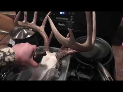 Skull bleaching deer bleach whitening peroxide hydrogen paste use