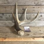 Big deer antlers for sale