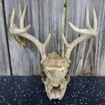 Deer skull real antlers