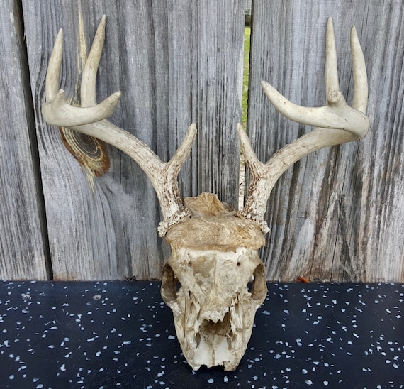 Deer skull real antlers