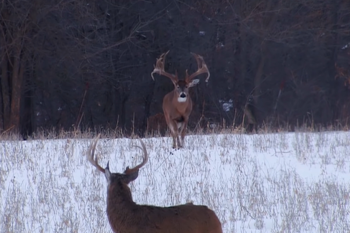 Big buck on deer camera