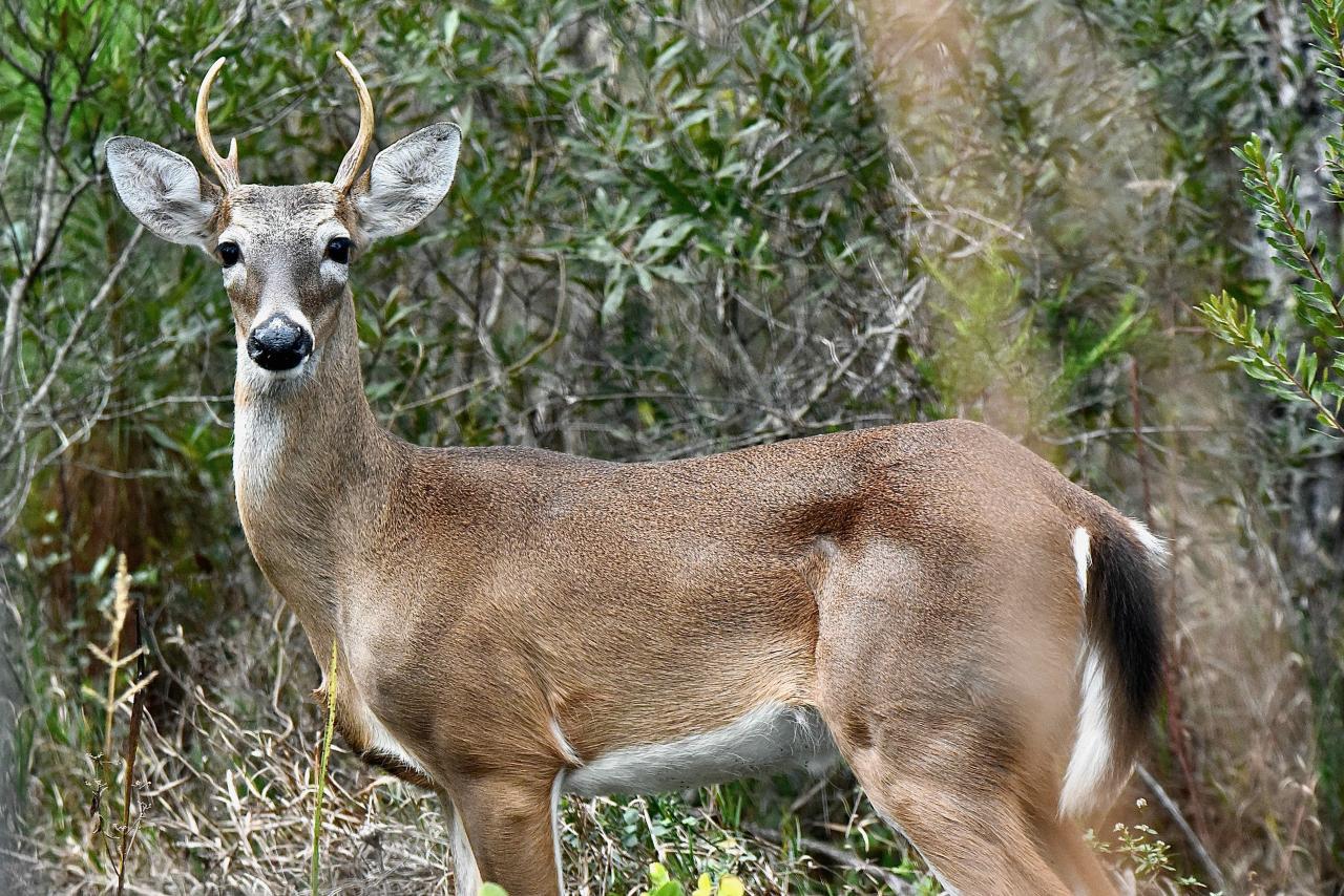 Deer for sale in florida
