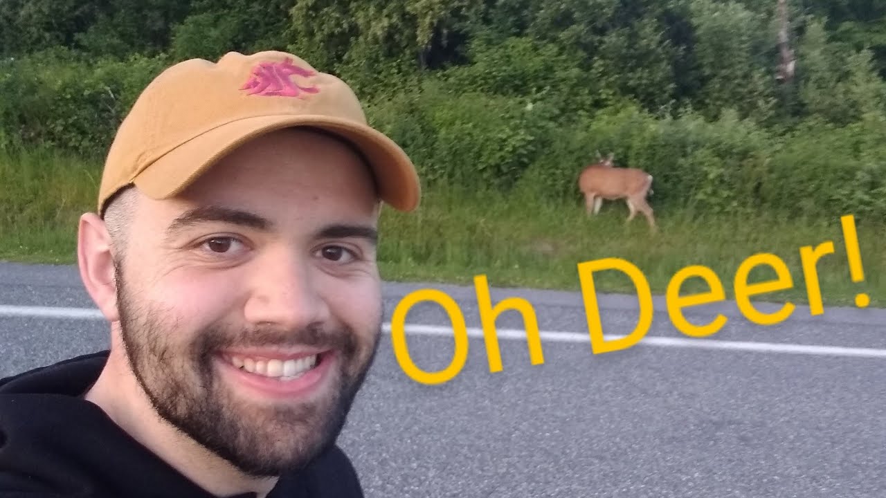 Can deer sense cell phones