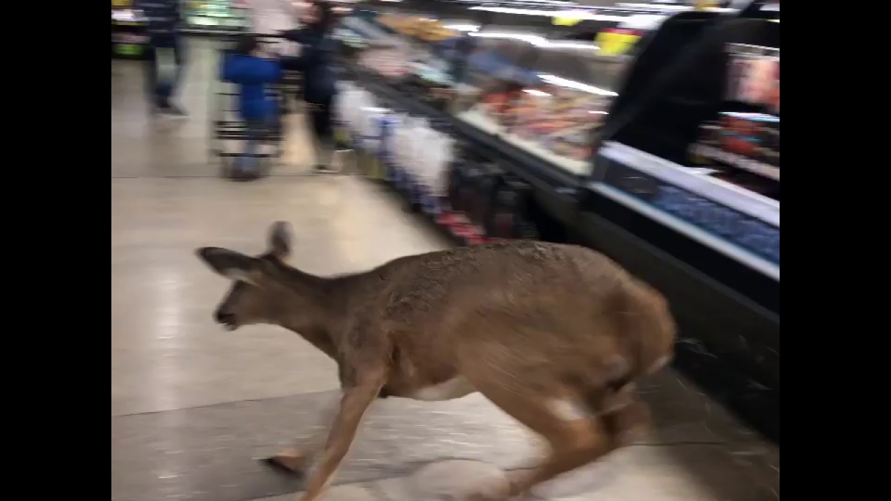 Deer run store
