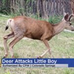 Deer attacks kid