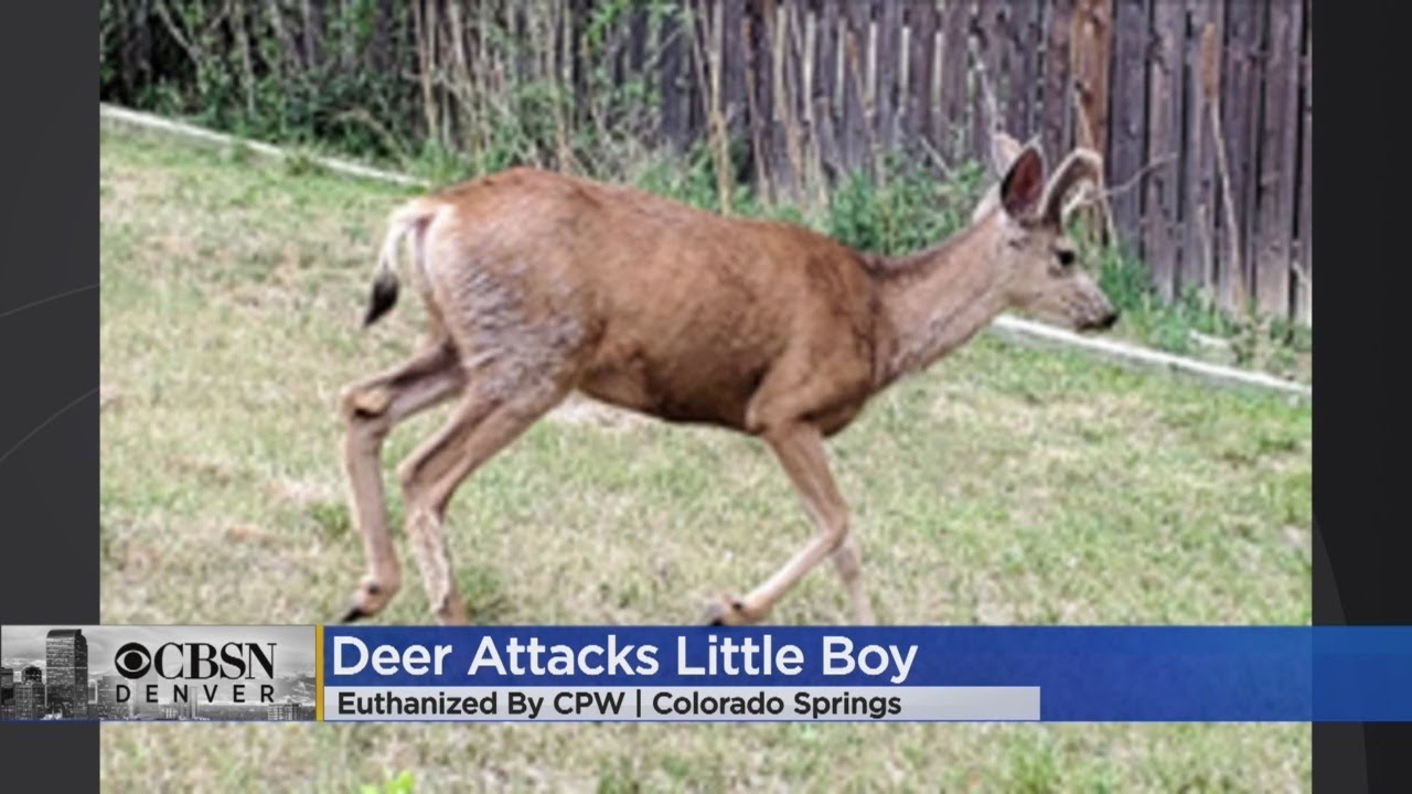 Deer attacks kid