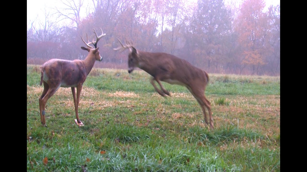 Deer attacks