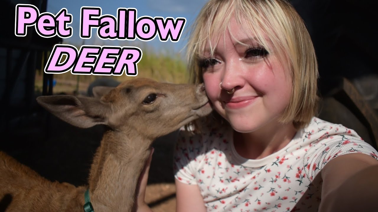 Fallow deer pet