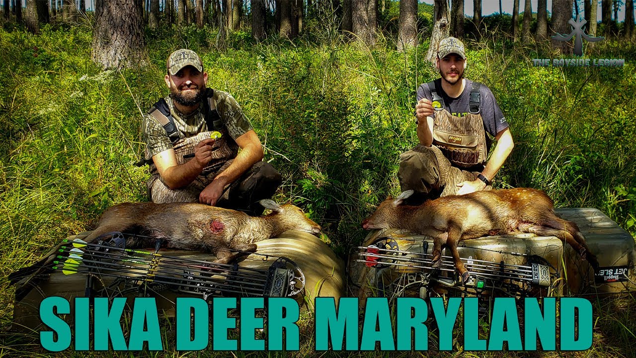 Maryland deer hunting bow sika