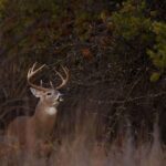 Whitetail hunt trips4trade deer ms