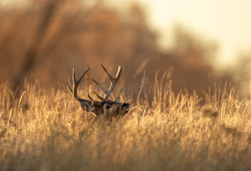 Deer buck bedded