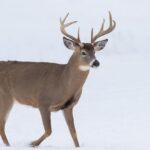 January deer hunting
